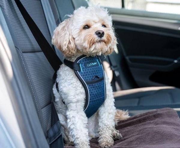 CarSafe Harness L Crash Tested