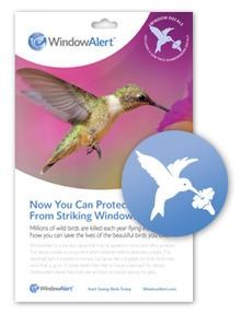 Window Alert-Hummingbird