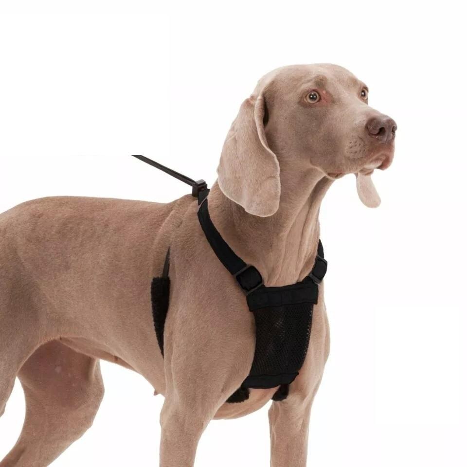 how to put a sporn harness on a dog