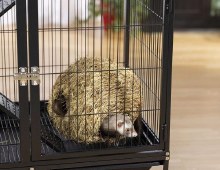 Additional picture of Grass Ball L