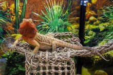 Additional picture of Lizard Lounger Lg Corner