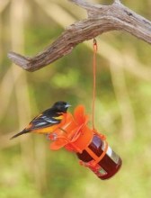 Oriole Jelly Jar Feeder