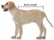 Additional picture of Suitical Recovery Suit Dog L