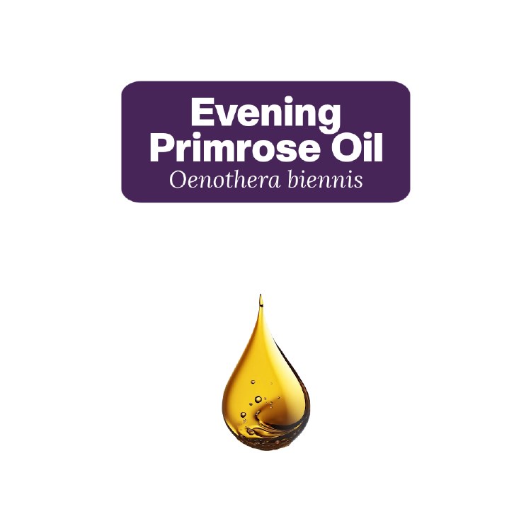 Evening Primrose Oil Sample, 5 Drops