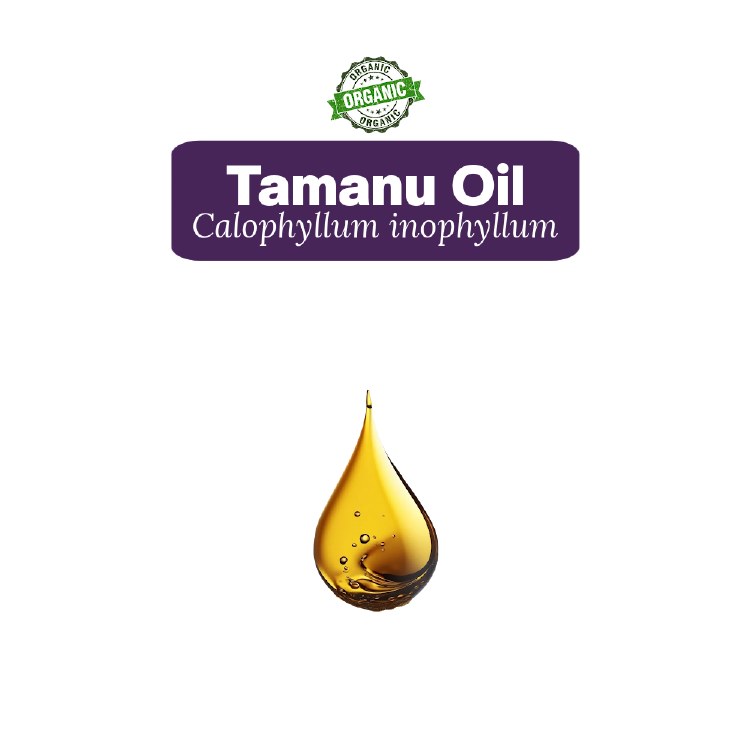 Tamanu Oil Sample, 5 Drops