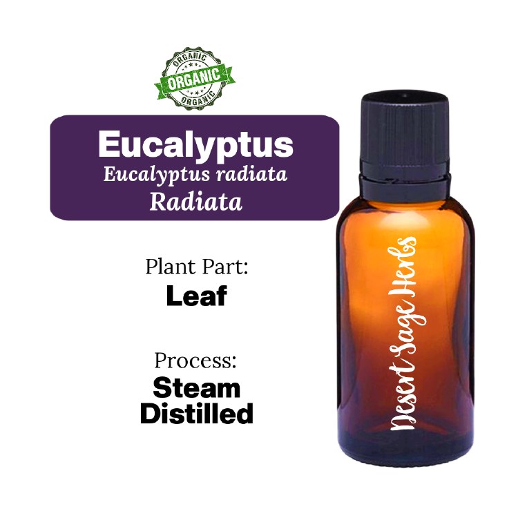 Eucalyptus Radiata 5/8 Dram
