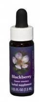 Blackberry Flower Essence