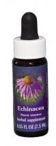 Echinacea Flower Essence