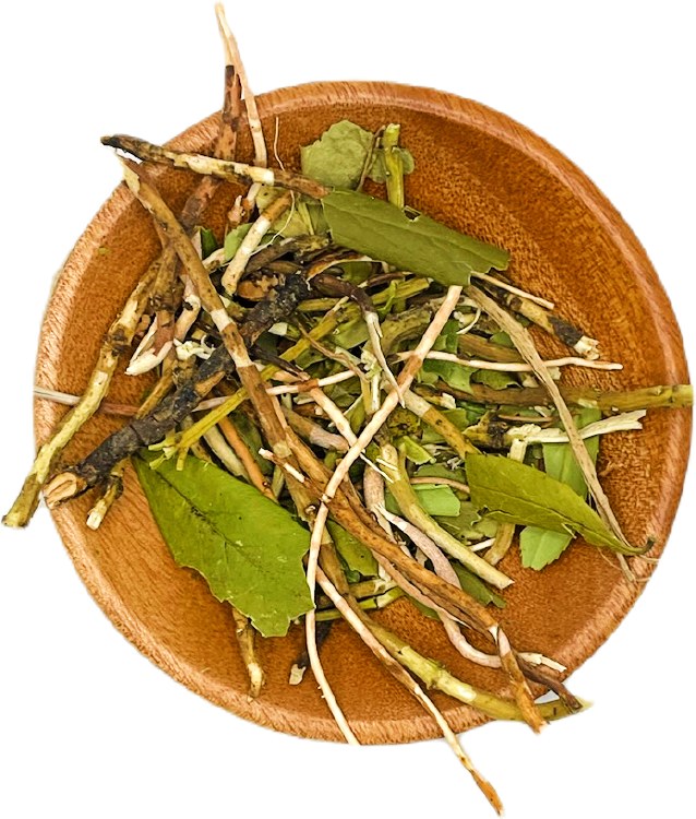 Pipsissewa Wildharvested