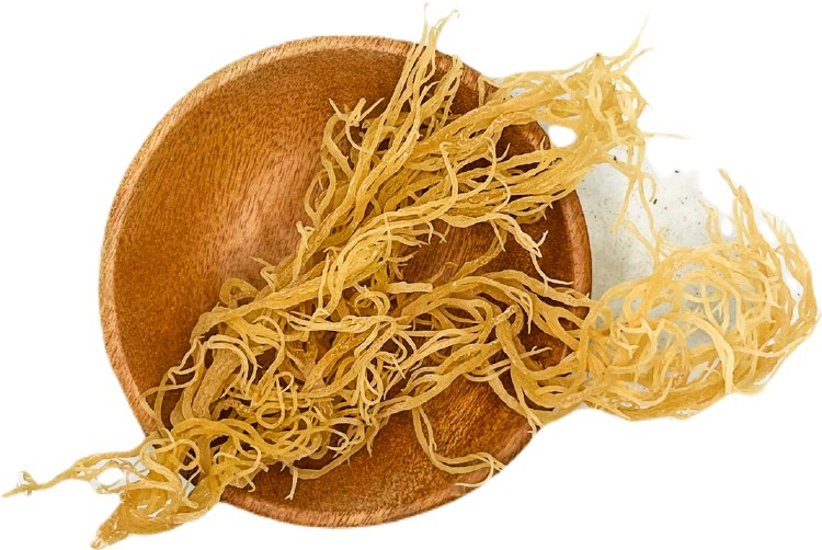 Sea Moss (Gold) Raw
