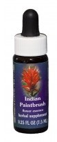 Indian Paintbrush Flower Essence