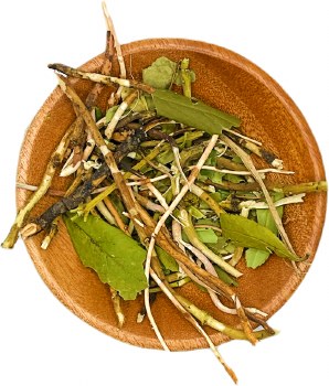Pipsissewa Wildharvested