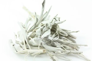 White Sage Leaf
