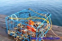 Bron's Pacific 24" Folding Steel Crab Trap