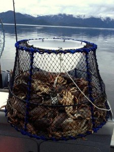 Ladner 39" Tanner Crab/Prawn Trap
