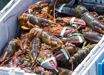 Live Maine Lobsters - Only Avail. 12/30 after 12 &amp; 12/31