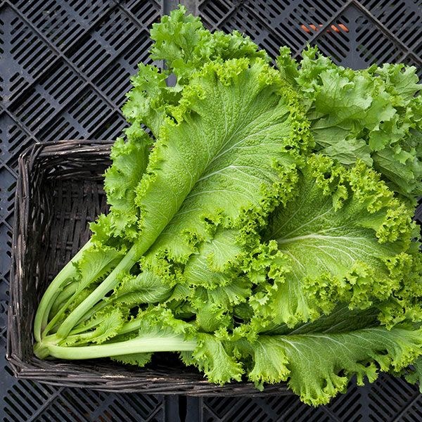 Mustard Green 1lbs