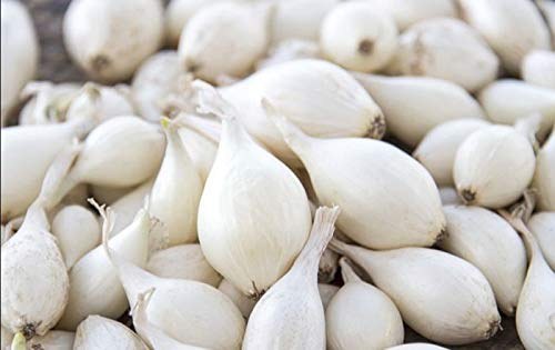 Onion White Bag Small 1lbs