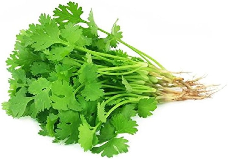 Organic Cilantro 1lbs