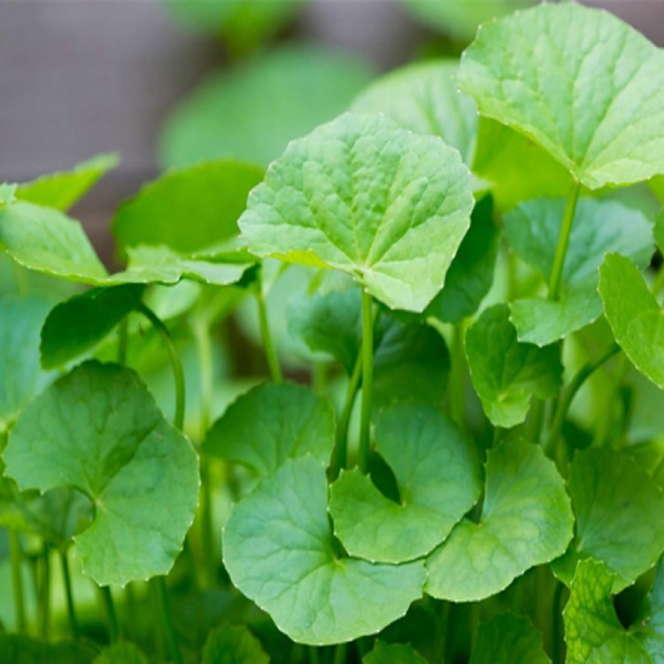 Indian Pennywort Each
