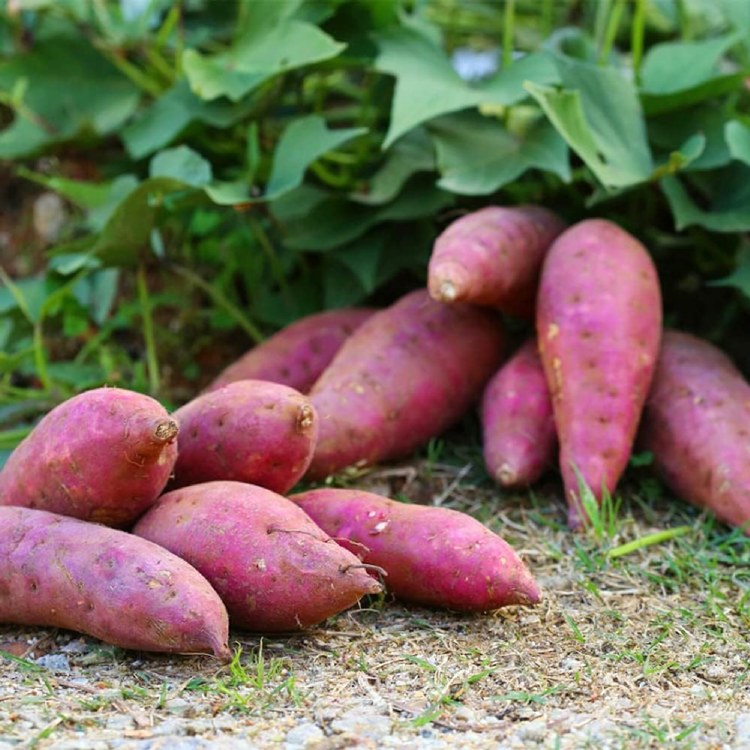 Sweet Potato Indian 1lbs