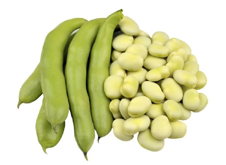 Fava Beans 1lbs