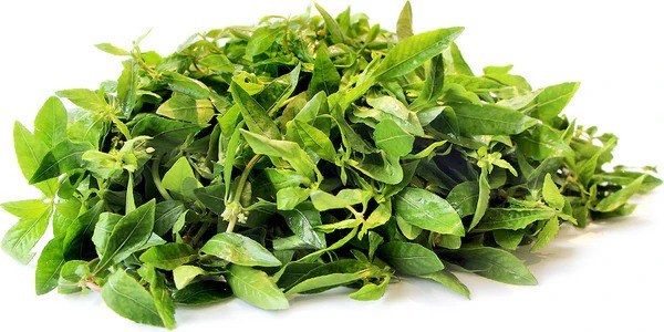 Dwarf Copper Leaves 1lbs