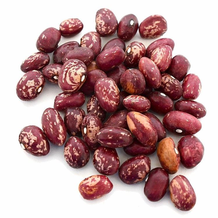 Granberry Beans (Seed Only) 1lbs