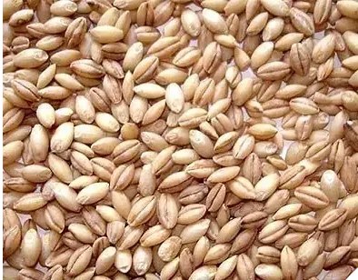 Haleem wheat 2lb