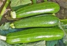 Zuchini Squash Green 1lbs