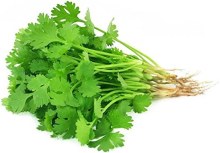 Organic Cilantro 1lbs