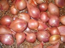 Onion Shallots 1lbs