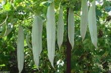 Snake Gourd 1lbs