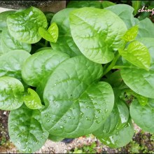 Malabar Leaves 1lbs