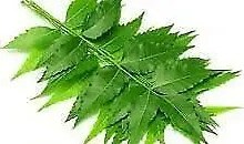 Neem Leaves 1lbs