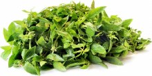 Dwarf Copper Leaves 1lbs