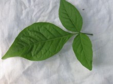 Bilypatra 1lbs