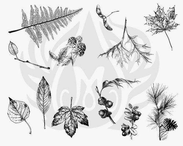 DSS0111 - Botanical: Leaves Designer Silkscreen