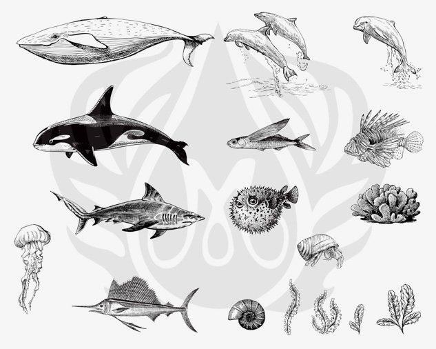 DSS0131 - Sea Life #2 Designer Silkscreen