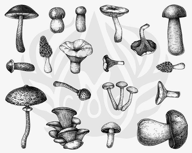 DSS0165 - Mushrooms Designer Silkscreen