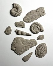 Additional picture of SG46 Fossil Sprig Mold