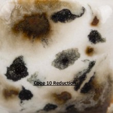 Additional picture of S2726 -  Cheetah  Cone 06-10, Pint