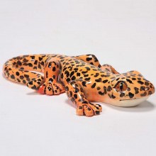 Additional picture of CD714 - Gecko, Small