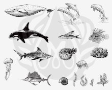 DSS-0131 - Sea Life #2 Designer Silkscreen