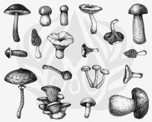 DSS-0165 - Mushrooms Designer Silkscreen