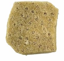 Elephant Ear Sponge- Small 2" - 3"