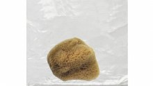 Sea Silk Sponge 2" - 3"