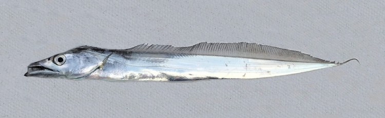 3FISH WILD CUTCLASSFISH  2lb