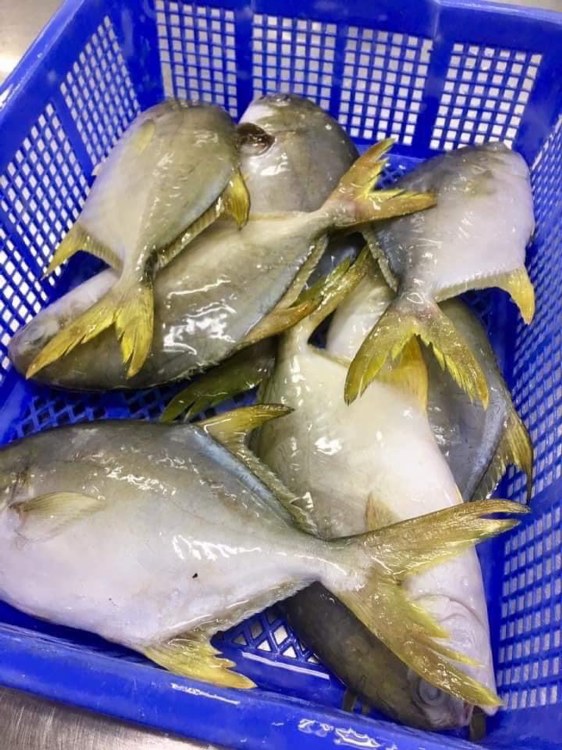 AA1 GOLDEN POMPANO