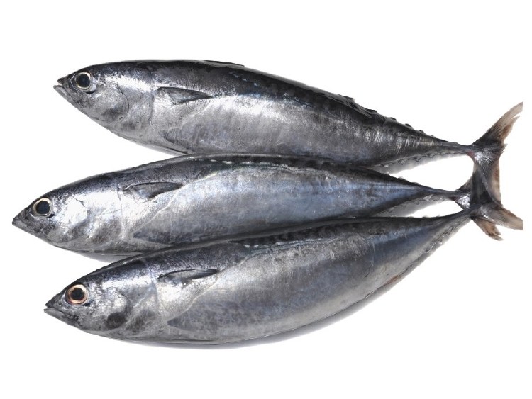 AA1 TULINGAN/BULLET TUNA 680g